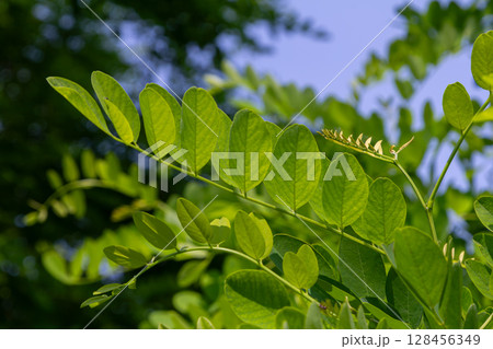 Bright green leaves of Robinia pseudoacacia showcasing the beauty of Black Locust trees in full bloom during springtime Bright green leaves of Robinia pseudoacacia showcasing the beauty of Black Locust trees in full bloom during springtime 128456349
