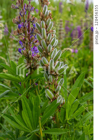 Large-leaved lupine blooms in vibrant purple shades against a lush green background showcasing tall flower spikes in a natural setting during springtime 128456355