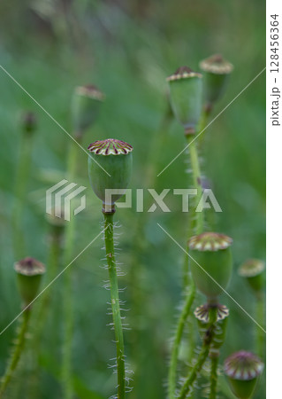 Bright green field showcasing closed seed pods of Papaver rhoeas known as common poppy with slender stems reaching for the sunlight during mid-summer Bright green field showcasing closed seed pods of Papaver rhoeas known as common poppy with slender stems reaching for the sunlight during mid-summer 128456364