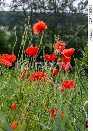 Bright red common poppies sway gently in the breeze creating a vibrant display in a lush green field during early summer Bright red common poppies sway gently in the breeze creating a vibrant display in a lush green field during early summer 128456365