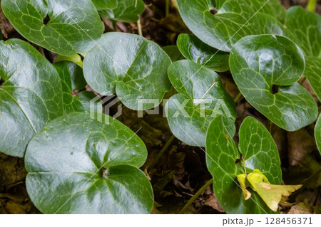 Exploring the unique foliage of Asarum europaeum also known as European wild ginger found in a lush forest setting 128456371