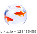 透明な金魚鉢で泳ぐ金魚（背景透明） 128456459