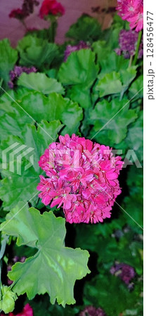 Blooming geranium bush, pink and red flowers, green leaves. Evergreen tropical plant. Blooming geranium bush, pink and red flowers, green leaves. Evergreen tropical plant. 128456477