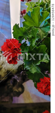 Blooming geranium bush, pink and red flowers, green leaves. Evergreen tropical plant. 128456478
