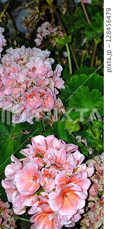 Blooming geranium bush, pink and red flowers, green leaves. Evergreen tropical plant. 128456479