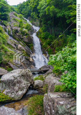 （佐賀県唐津市）新緑に包まれた見帰りの滝 128456748