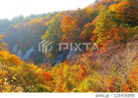面白山紅葉川渓谷 紅葉 黄葉 藤花の滝 面白山紅葉川渓谷 紅葉 黄葉 藤花の滝 128456898