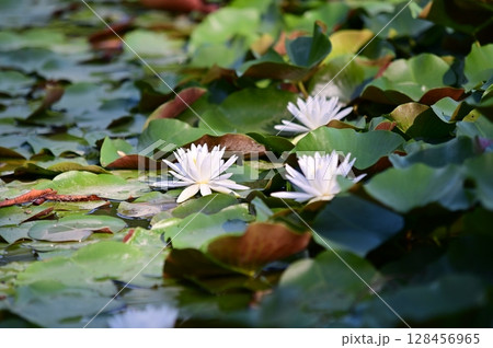 池に咲くハスの花 池に咲くハスの花 128456965