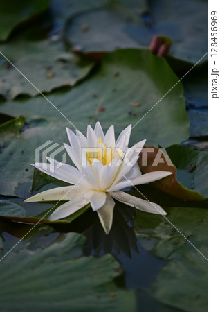 白い睡蓮の花 白い睡蓮の花 128456969