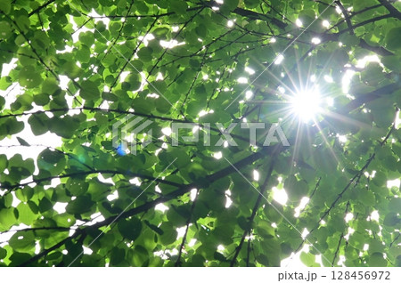 新緑の葉に差し込む太陽 128456972