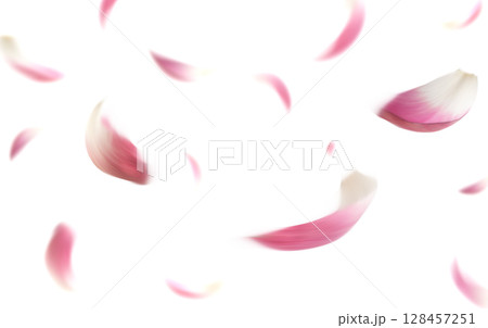 Pink Lotus Petals Flying White Background 128457251