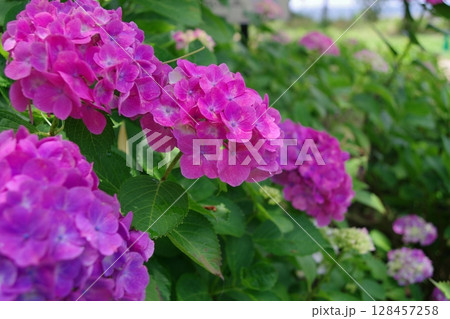 初夏に咲く鮮やかな紫陽花の花 初夏に咲く鮮やかな紫陽花の花 128457258