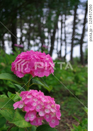 緑の林を背景に咲く初夏の紫陽花 緑の林を背景に咲く初夏の紫陽花 128457260
