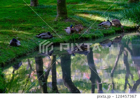 京都植物園内の鴨の休息 128457367