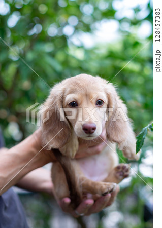 カニンヘンダックスの仔犬 生後3ヵ月の仔犬 カニンヘンダックスの仔犬 生後3ヵ月の仔犬 128457383