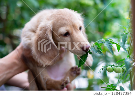 カニンヘンダックスの仔犬　生後3ヵ月の仔犬 128457384