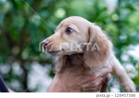 カニンヘンダックスの仔犬　生後3ヵ月の仔犬 128457386