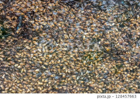 Close-up view of numerous dead flies cluttered between window glasses Close-up view of numerous dead flies cluttered between window glasses 128457663