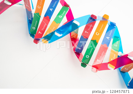 DNA or Deoxyribonucleic acid is a double helix chains structure formed by base pairs attached to a sugar phosphate backbone. DNA or Deoxyribonucleic acid is a double helix chains structure formed by base pairs attached to a sugar phosphate backbone. 128457871