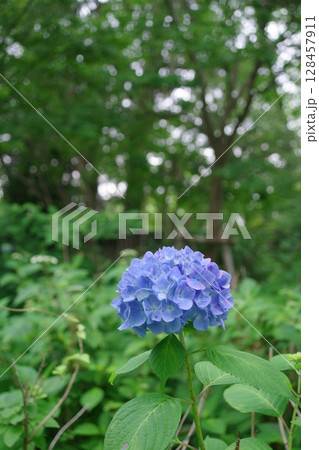 自然に咲く:深みのある青の紫陽花 自然に咲く:深みのある青の紫陽花 128457911