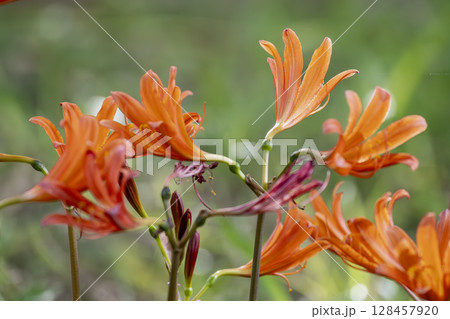 夏の林床に咲くオレンジ色が鮮やかなキツネノカミソリ 夏の林床に咲くオレンジ色が鮮やかなキツネノカミソリ 128457920
