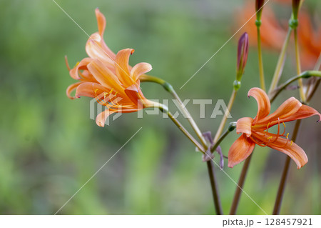 夏の林床に咲くオレンジ色が鮮やかなキツネノカミソリ 夏の林床に咲くオレンジ色が鮮やかなキツネノカミソリ 128457921