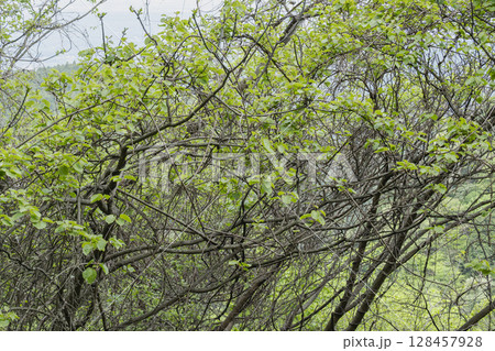 春に芽吹いたサルナシのみずみずしい若葉 春に芽吹いたサルナシのみずみずしい若葉 128457928