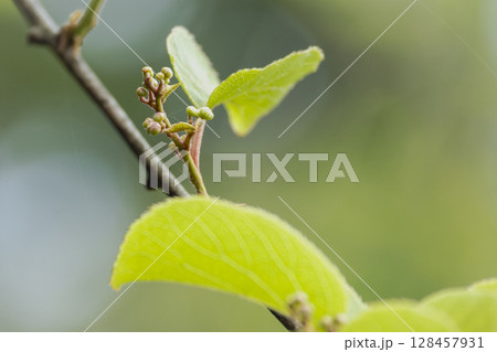 春に芽吹いたサルナシのみずみずしい若葉と蕾 128457931