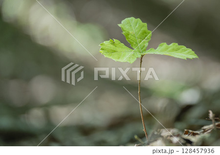 雑木林のドングリから芽生えたコナラの若葉 雑木林のドングリから芽生えたコナラの若葉 128457936