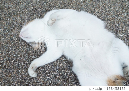 三毛猫 三毛猫 128458183