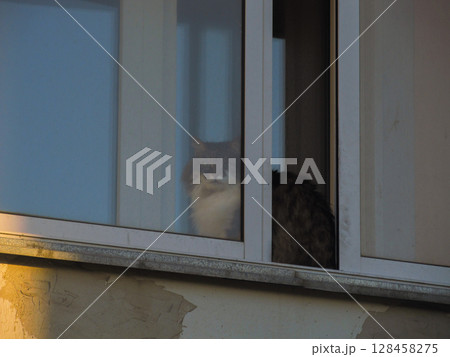 A curious cat sits behind the glass of the balcony A curious cat sits behind the glass of the balcony 128458275
