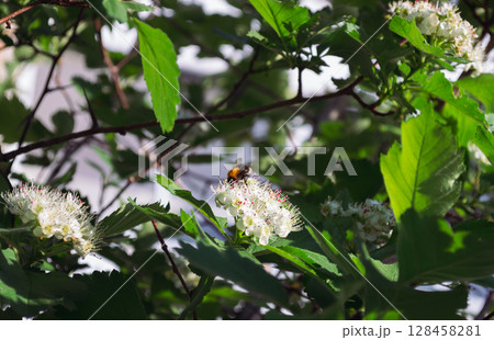 Bumblebee pollinates the white flowers of Siberian hawthorn Bumblebee pollinates the white flowers of Siberian hawthorn 128458281