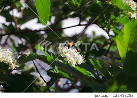 Bumblebee pollinates the white flowers of Siberian hawthorn 128458282