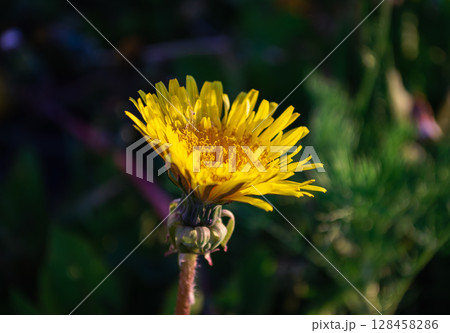 Close-up of a yellow dandelion in the sunlight Close-up of a yellow dandelion in the sunlight 128458286