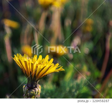 Close-up of a yellow dandelion in the sunlight 128458287