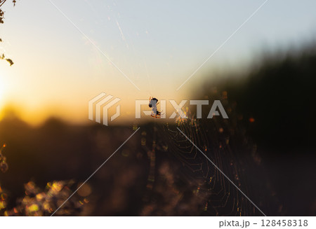 Spider on web at golden sunset Spider on web at golden sunset 128458318