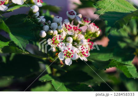 White blossoms Siberian Hawthorn with red stamens in sunlight White blossoms Siberian Hawthorn with red stamens in sunlight 128458333