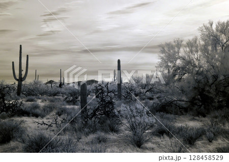 Sonora Desert Arizona in Infrared Sonora Desert Arizona in Infrared 128458529