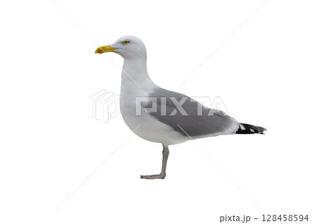 Larus cachinnans isolated on white background 128458594