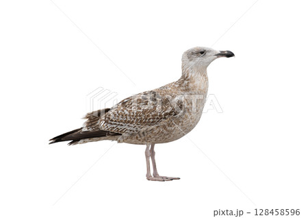 White gull Larus michahellis fuscus isolated on white background White gull Larus michahellis fuscus isolated on white background 128458596