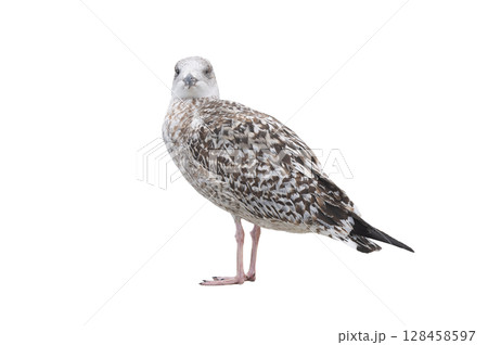 White gull Larus michahellis fuscus isolated on white background White gull Larus michahellis fuscus isolated on white background 128458597