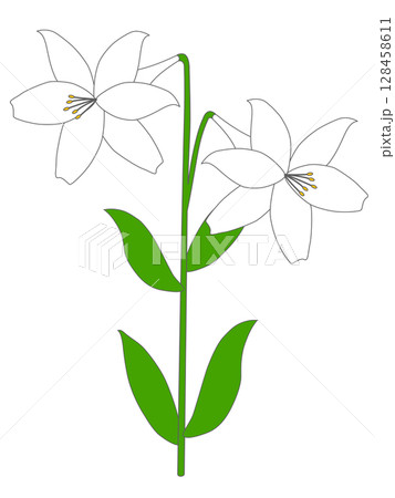 ユリの花 ユリの花 128458611