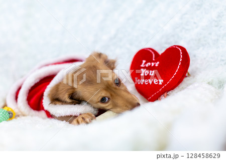 カニンヘンダックスの仔犬 生後3ヵ月の仔犬 カニンヘンダックスの仔犬 生後3ヵ月の仔犬 128458629