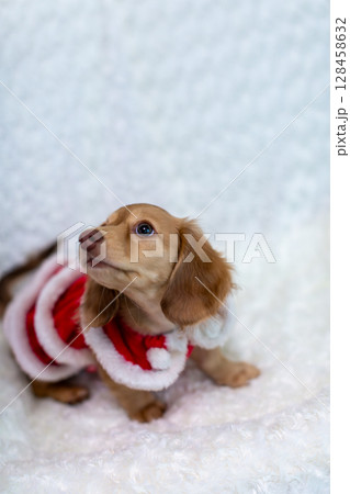 カニンヘンダックスの仔犬　生後3ヵ月の仔犬 128458632