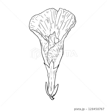 violet purple color flowers drawing 128458767