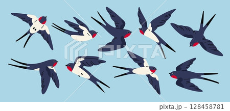 Flying swallows. Various positions, gliding cartoon birds, black with white breasts, harbingers of spring, tattoo symbol, wild animals with feather, songbird garish vector isolated set Flying swallows. Various positions, gliding cartoon birds, black with white breasts, harbingers of spring, tattoo symbol, wild animals with feather, songbird garish vector isolated set 128458781