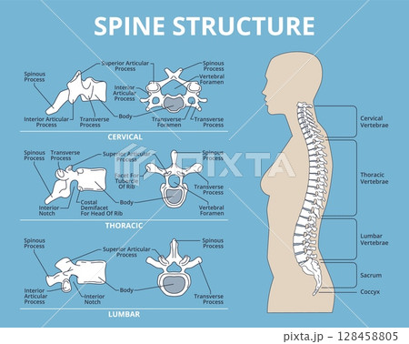 Spinal structure. Human anatomy, medical infographic educational poster, vertebral column, lumbar, thoracic and sacral, cervical, bones scheme, anatomical banner, structure nowaday vector set 128458805