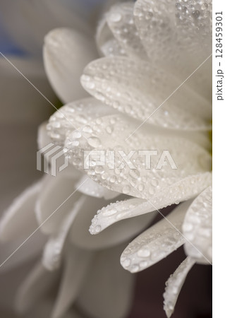 white flowers with petals covered with drops of water, wet white chamomile flowers in a large gift bouquet 128459301