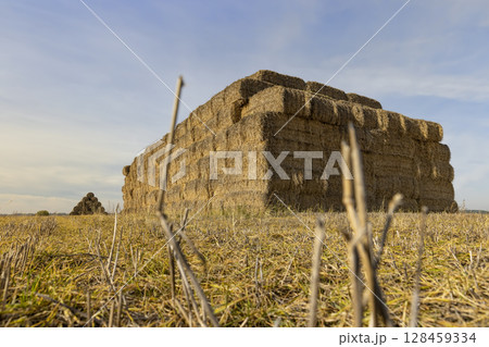 storing straw stacks in a field after harvest, a field with stacks of yellow straw after packing into rectangular stacks 128459334
