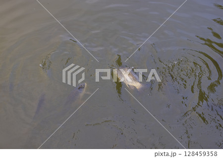 hungry fish in a lake, dirty water in a lake with a lot of carp under water, top view 128459358